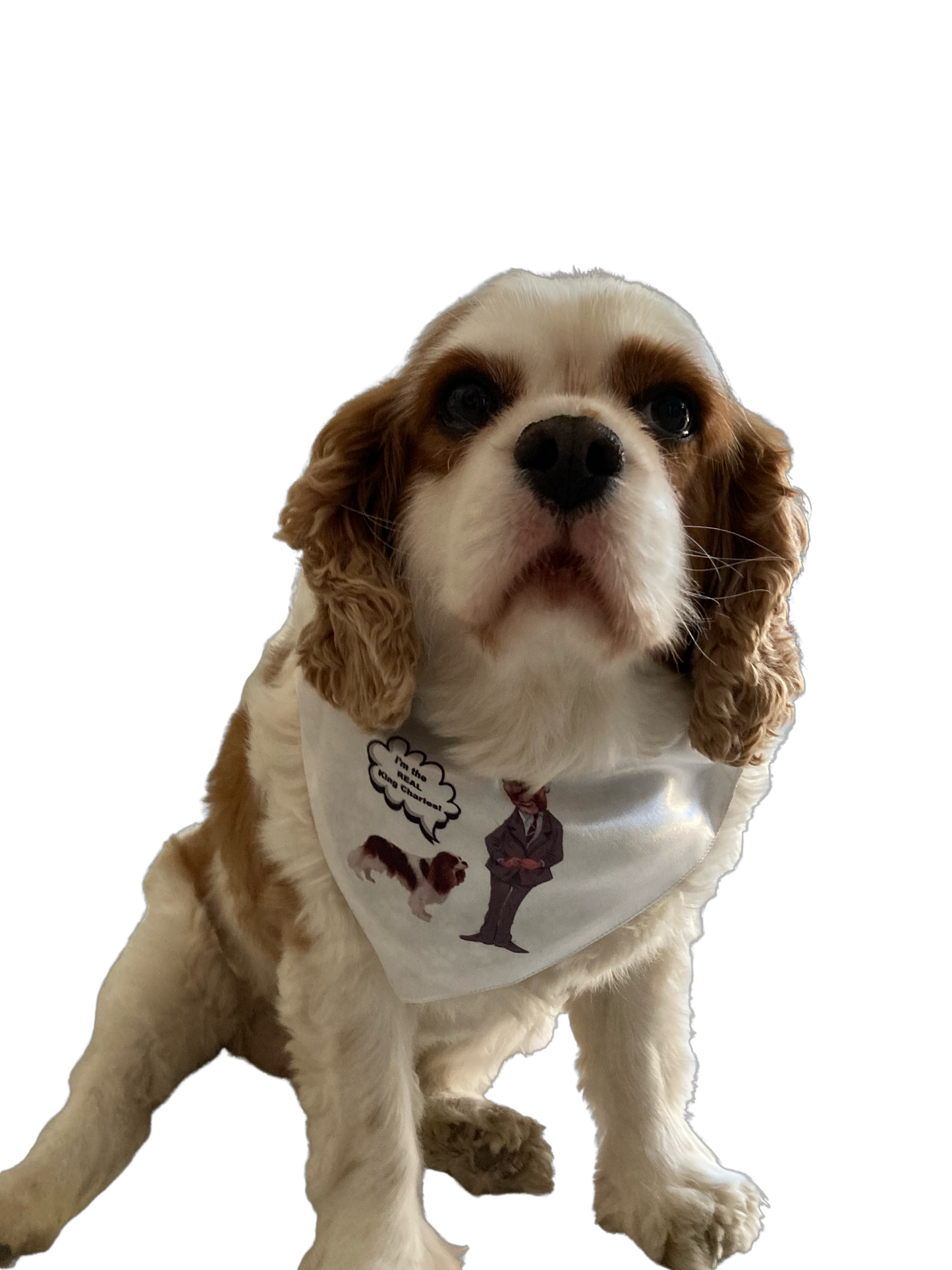 “I’m the real King Charles “ kerchief / bandana